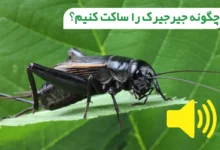 چگونه جیرجیرک را ساکت کنیم؟