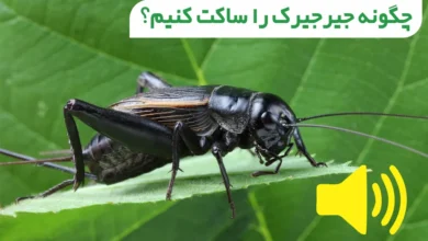چگونه جیرجیرک را ساکت کنیم؟