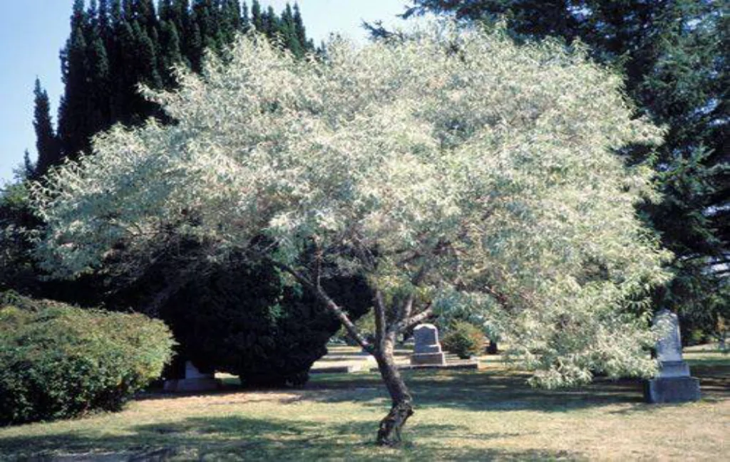 درخت سنجد