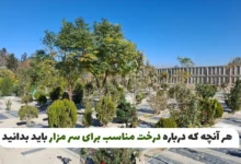 درخت مناسب برای سر مزار