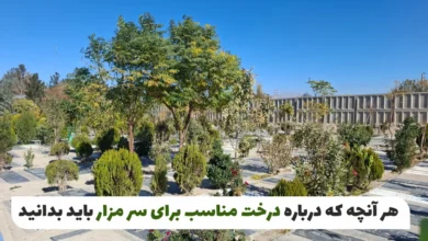 درخت مناسب برای سر مزار